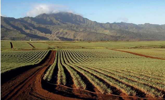 Pineapple field in Oahu, Hawaii. Dole owns 25,400 acres on the island farming on about 2,900 acres with the remaining acres leased or in pasture and forest reserves.