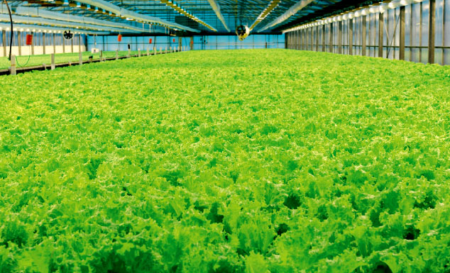 View inside the lettuce greenhouse at Dole’s Saba plant in Helsingborg, Sweden. This plant produces products for markets throughout northern Europe.