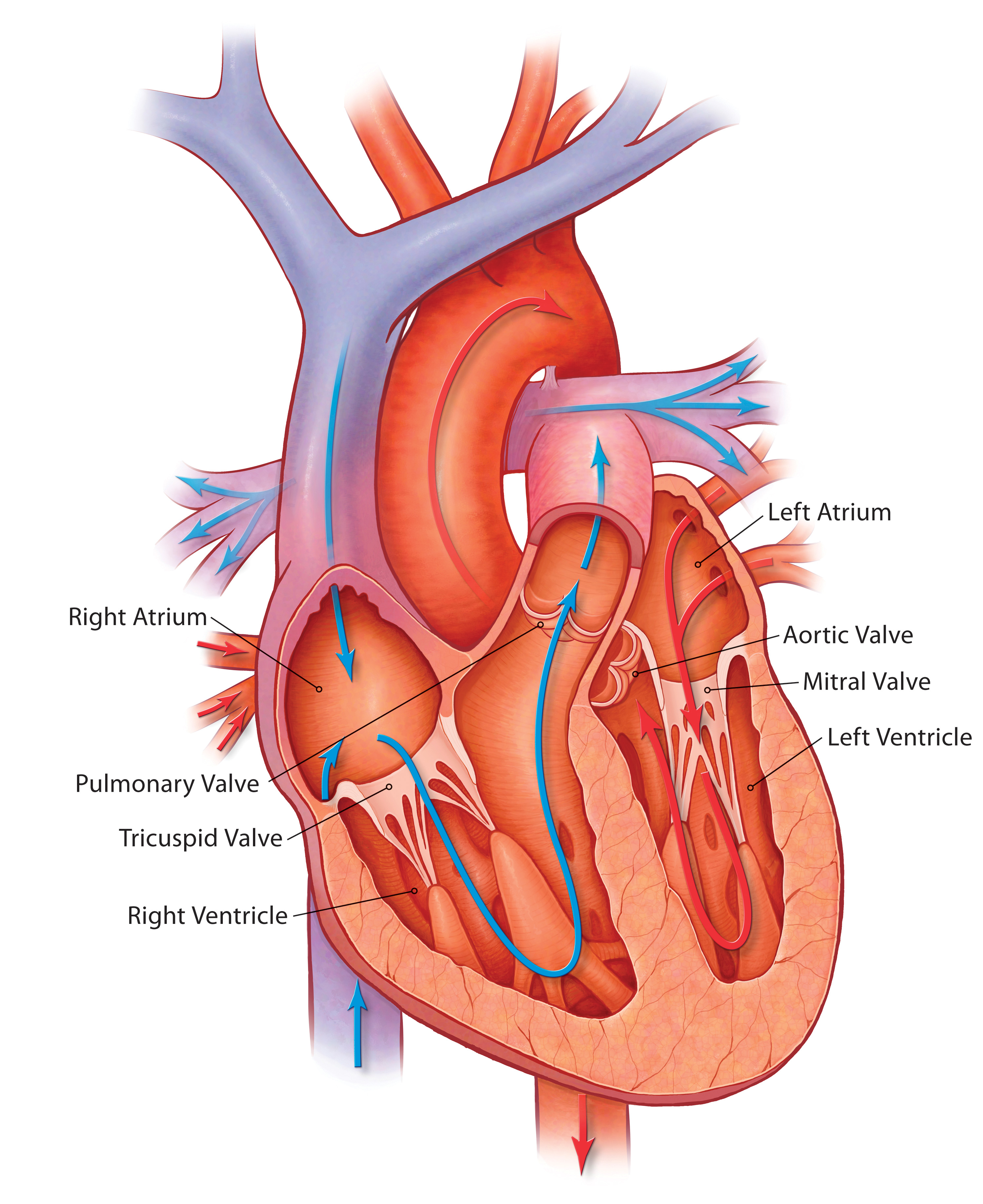 image-gallery-labeled-heart-valves-diagram