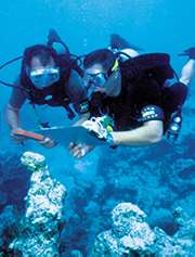 Divers clean and monitor the health of coral reefs