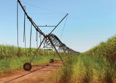 irrigation system Pedro Afonso
