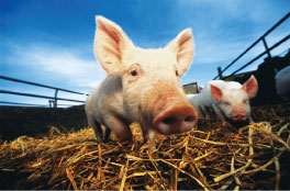 photo of pigs