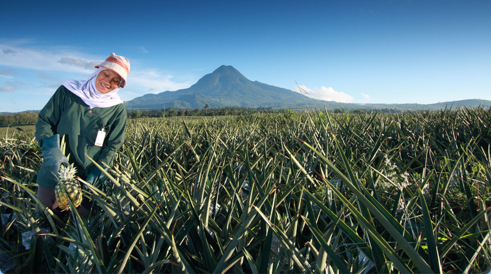 Harvest in the Philippines.