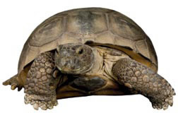 A gopher tortoise