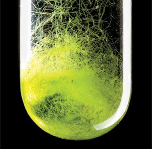 New advances bring our “30 by 30” goal closer to reality every day. Jet fuel is already being produced from algae (above) and from plants such as jatropha and camelina.