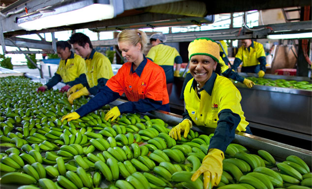 Workers in Mareeba, Queenstown, Australia inspect Dole bananas for quality assurance. Dole employs over 74,000 people worldwide.