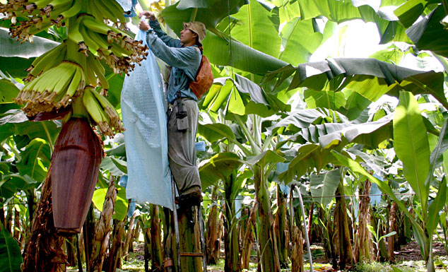The plastic management program of Rio Frio, a Dole banana farm in Costa Rica, is based on the idea “reduce, reuse and recycle” —  an example of Dole’s environmental policy in action.