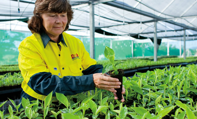 A Dole employee plants seedlings inside the tissue culture nursery in Tully, Queensland, Australia.