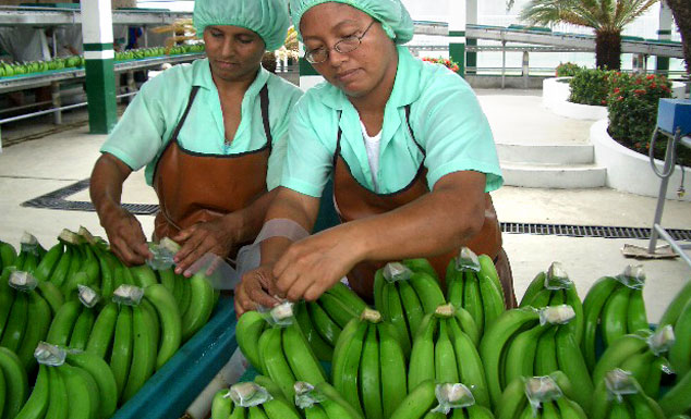 Dole’s Organic Project has helped the Peruvian valley of Sullana access the world economy. They now export nearly 1.5 million banana boxes a year through Dole.