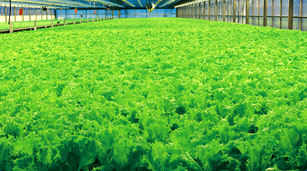 Lettuce greenhouses for Saba plant in Helsingborg, Sweden.
