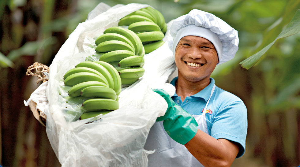 Dole Banana harvest.